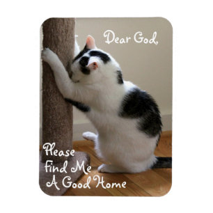 A oração do gato desabrigado - ímã