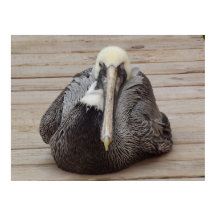 A Ornery Pelican Poster