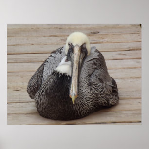 A Ornery Pelican Poster