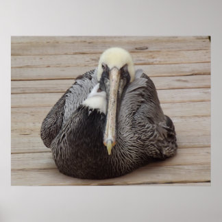 A Ornery Pelican Poster