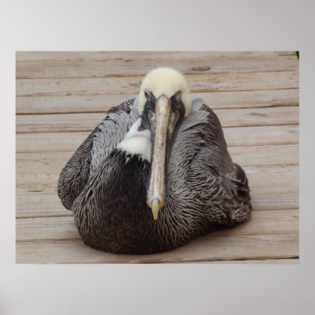 A Ornery Pelican Poster (Frente)