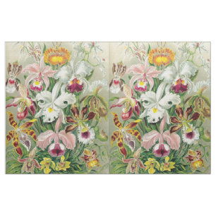 A orquídea de Botancal floresce o tecido floral d