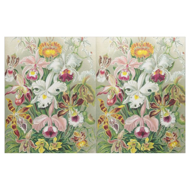A orquídea de Botancal floresce o tecido floral de (Jarda)