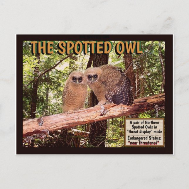 A OWL PONTADA: CARTÃO POSTAL (Frente)