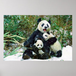 A panda cubs o poster