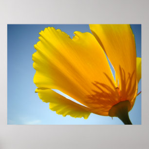 A papoila das PAPOILAS floresce 13 posters dos