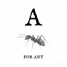 "A" para Ant Poster