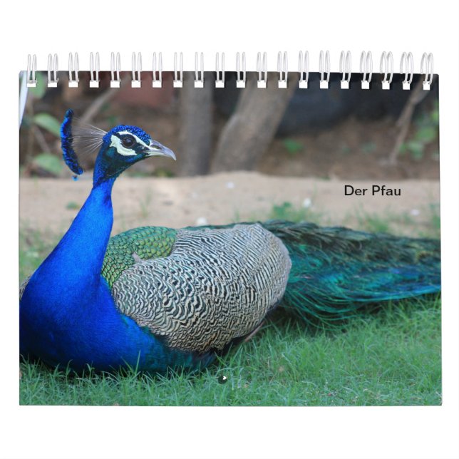 A pavão-real como calendários (Capa)