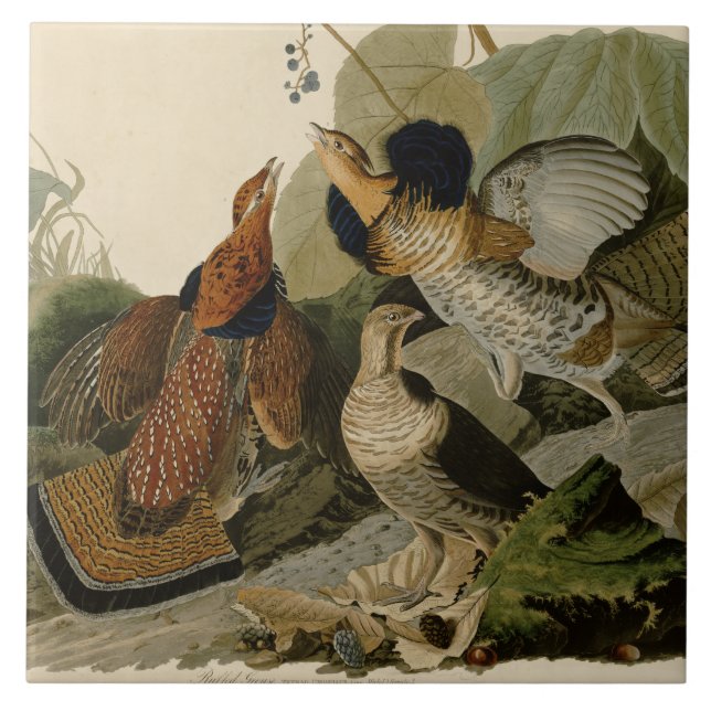A pintura de Audubon de um trio do galo silvestre (Frente)