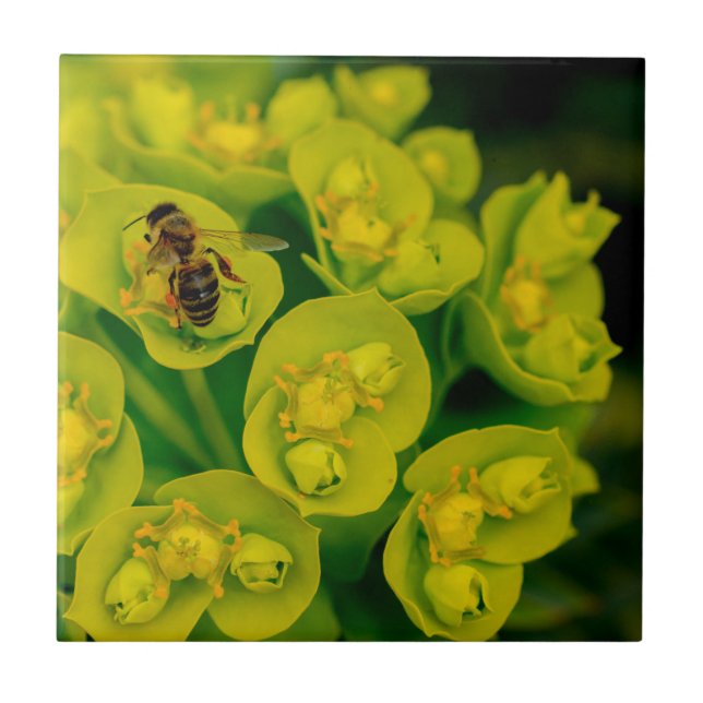 A planta do Gopher do deserto (Frente)