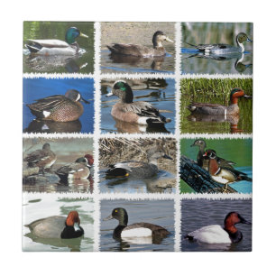 A poça Ducks o logotipo