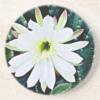 A porta copos do cacto