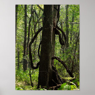 A poster da floresta