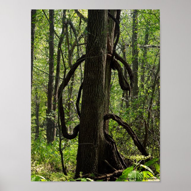 A poster da floresta (Frente)