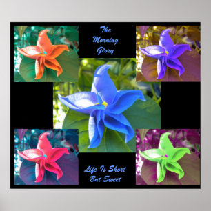 A Poster da Glória da Manhã