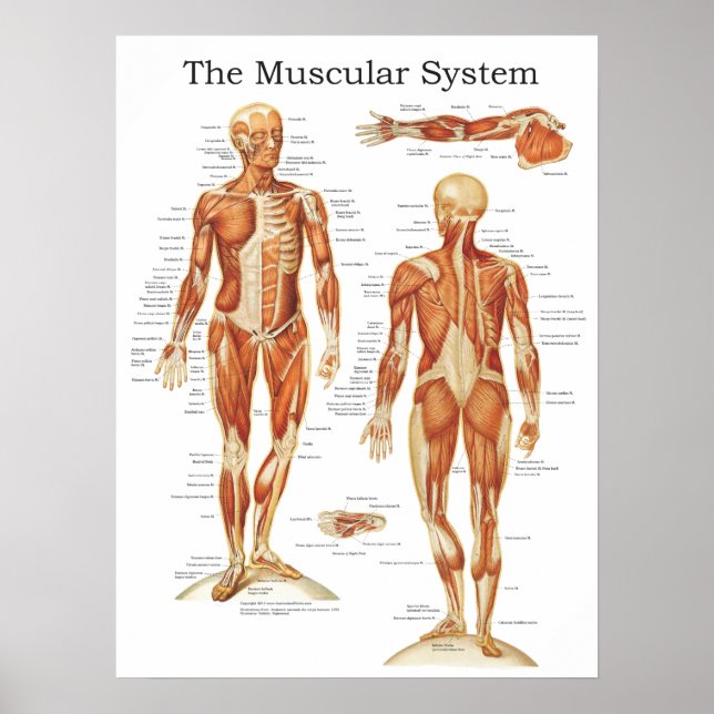A Poster de Anatomia do Sistema Muscular 18 X 24 (Frente)
