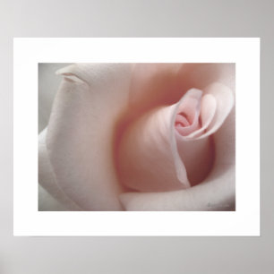 A Poster Rosa Rosa Rosa Rosa