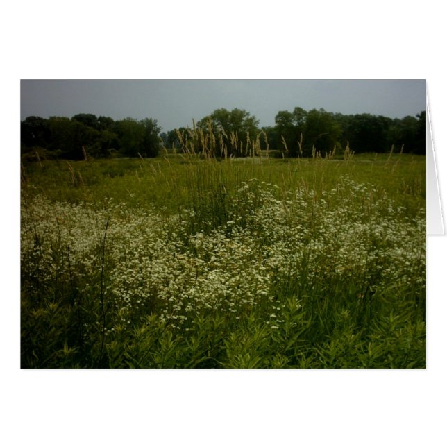 A pradaria floresce o cartão (Frente Horizontal)