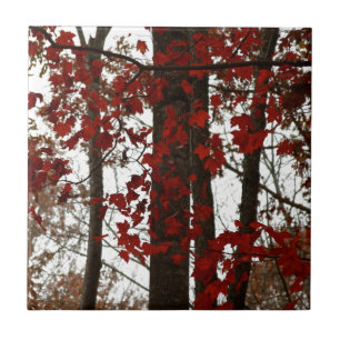 A queda colore as folhas de bordo do canadense das