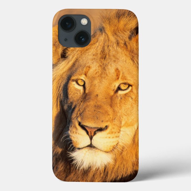 A Red Maned Lion looking at the camera. (Verso)