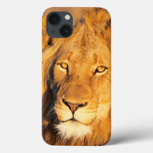 A Red Maned Lion looking at the camera.
