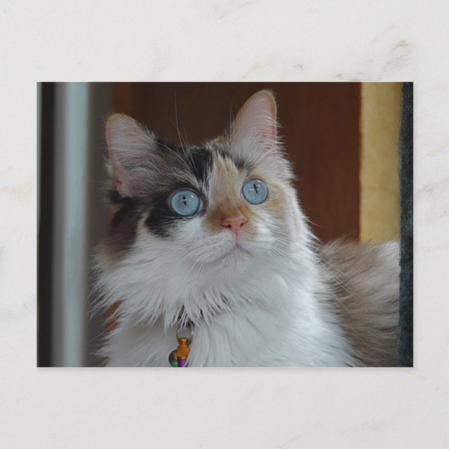 A sabedoria olha o cartão postal (Frente)