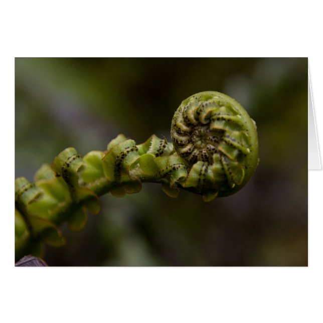 A samambaia roda cartão (Frente Horizontal)