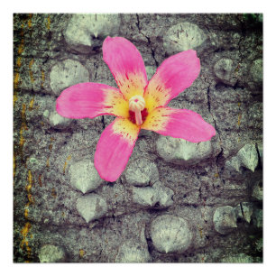 A seda do fio dental. Ceiba speciosa. Pôster
