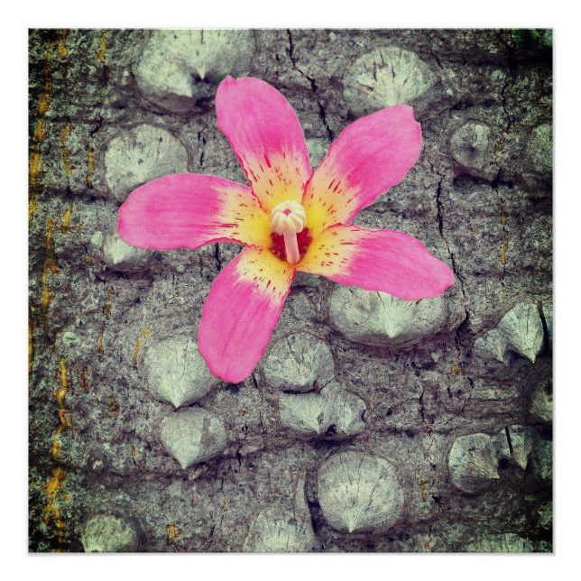 A seda do fio dental. Ceiba speciosa. Pôster (Frente)