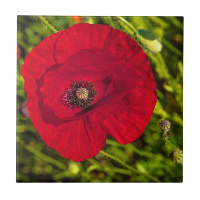 A série de papoila nº 2 (Frente)