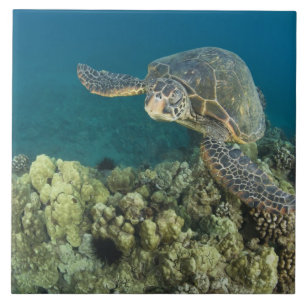 A Tartaruga Marinha Verde, (Chelonia mydas), é a 2