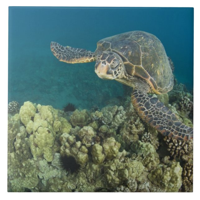 A Tartaruga Marinha Verde, (Chelonia mydas), é a 2 (Frente)
