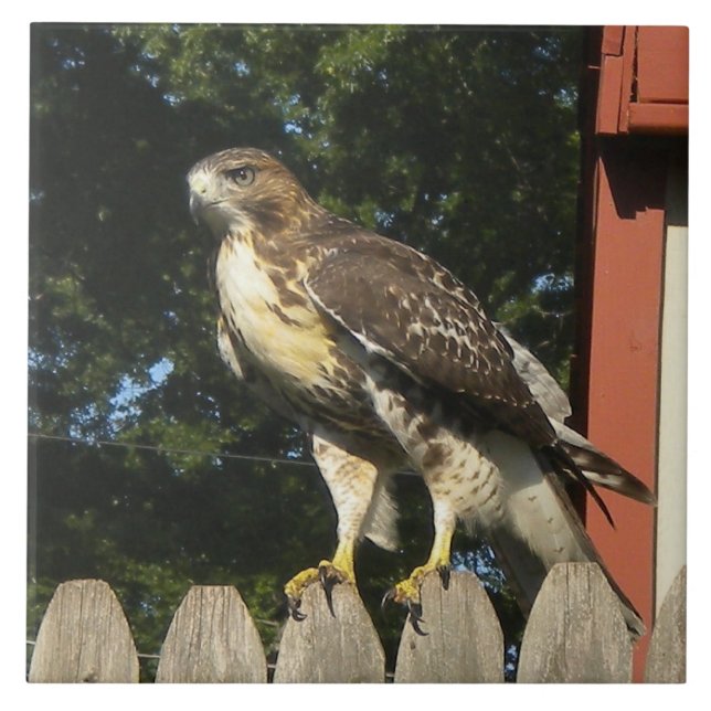 A Trivet do Azulejo Hawk (Frente)