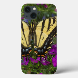 A Viceroy Butterfly on Dark Pink Flowers