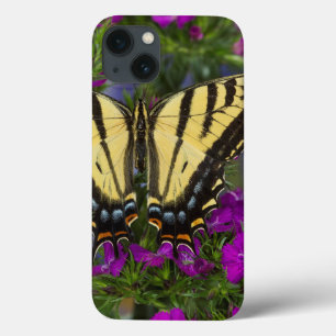 A Viceroy Butterfly on Dark Pink Flowers