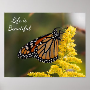 A vida é poster bonito da borboleta de monarca
