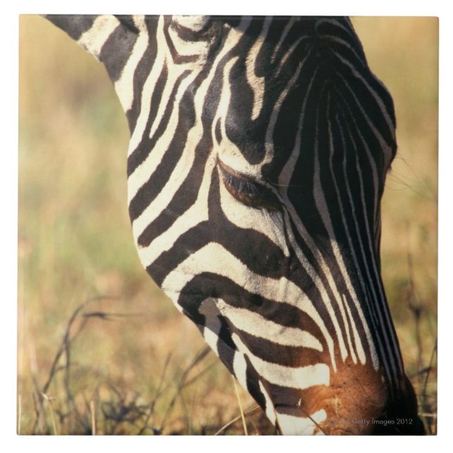 A zebra de Burchell (Frente)