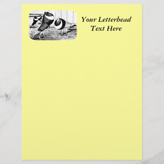 Aachen Banda Cropper Pigeons (Frente)