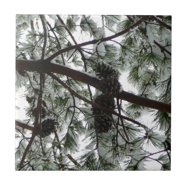 Abaixo da neve coberta pela árvore de pinheiro Fot (Frente)