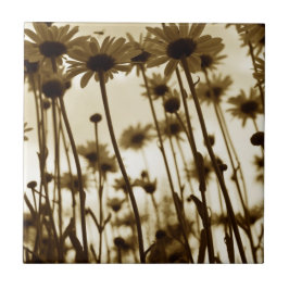 Abaixo das margaridas