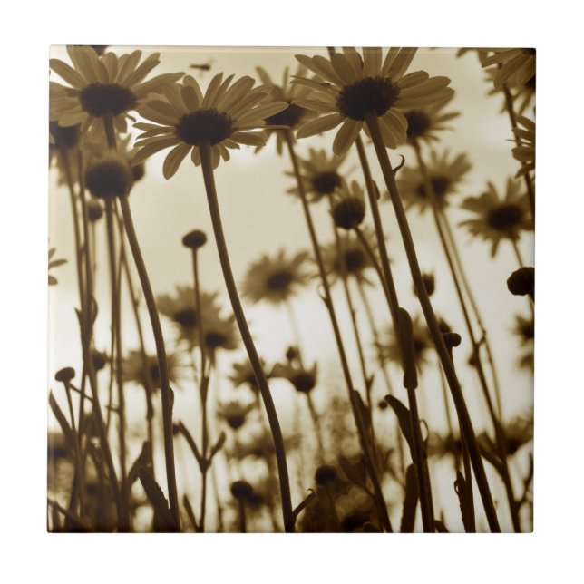 Abaixo das margaridas (Frente)