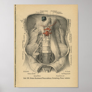Abdômen do impressão da anatomia do alemão do