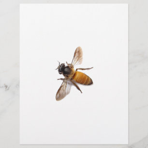 Abeja melífera bonita abelha mamangaba