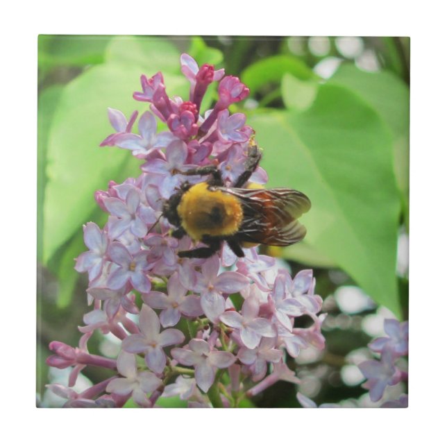 Abeja no Lilás (Frente)