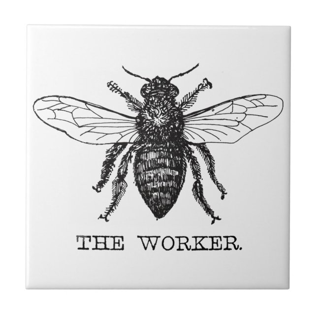 Abeja Trabalhadora Mel Abelha Preta (Frente)