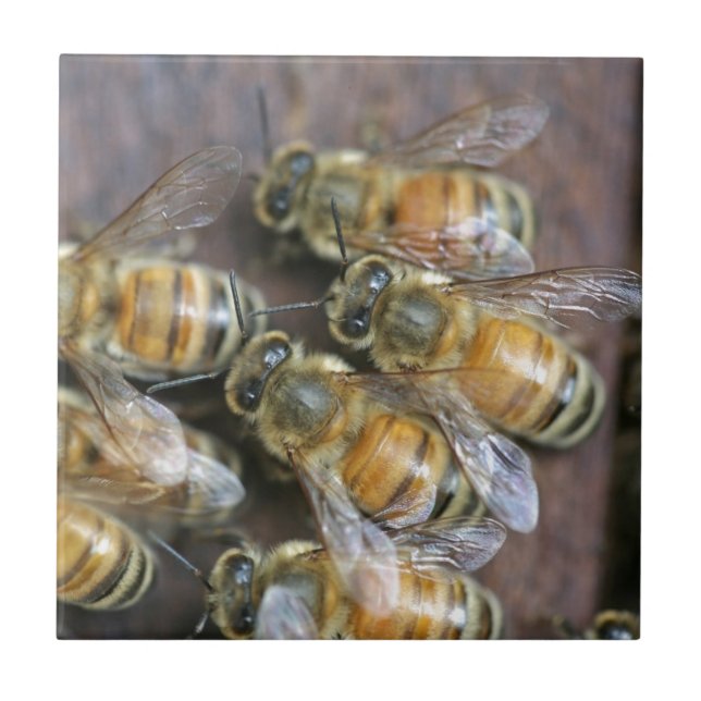 Abejas melíferas ocupadas (Frente)