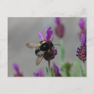 Abelha em cartão postal de lavanda