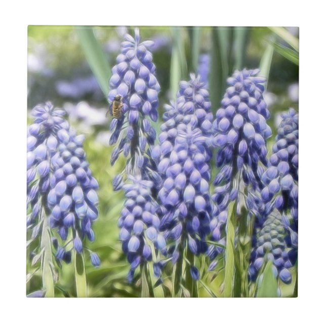 Abelha em flores do Muscari (Frente)
