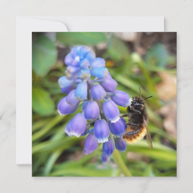 Abelha em Muscari Armeniacum , Grape Hyacinth (Frente)
