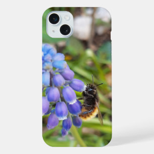 Abelha em Muscari Armeniacum , Grape Hyacinth
